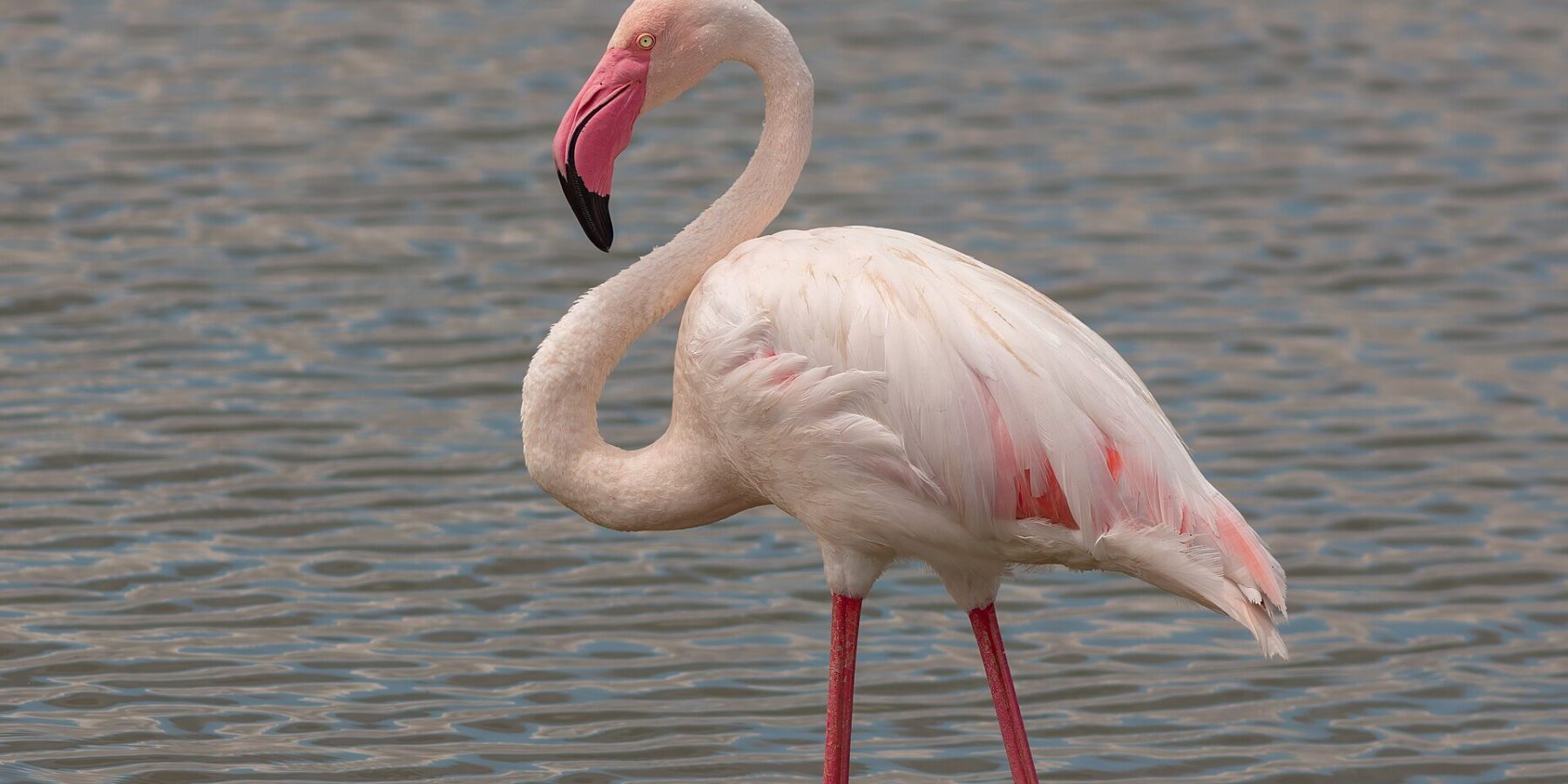 Un flamant rose debout dans l'eau peu profonde, le plumage blanc rosé, les ailes bordées de rouge, le bec rose à pointe noire recourbé vers le cou