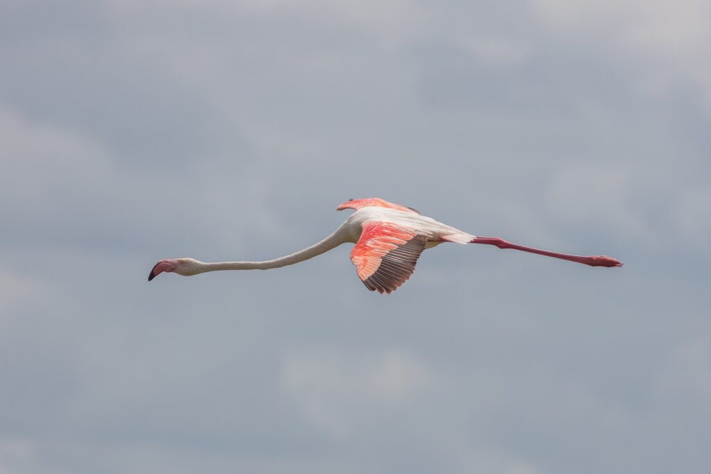 Un flamant rose en vol, le cou tendu, les ailes rouge et noir ouvertes sur un ciel gris