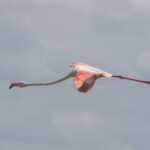 Un flamant rose en vol, le cou tendu, les ailes rouge et noir ouvertes sur un ciel gris