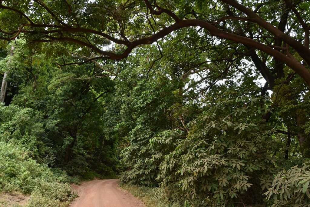 Une piste de terre rouge passe sous la voûte de grands arbres de la forêt