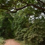 Une piste de terre rouge passe sous la voûte de grands arbres de la forêt