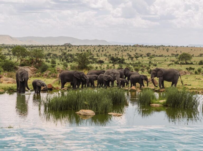 Un troupeau d'éléphants au point d'eau, vu depuis la piscine à débordement du Four Seasons Safari Lodge Serengeti