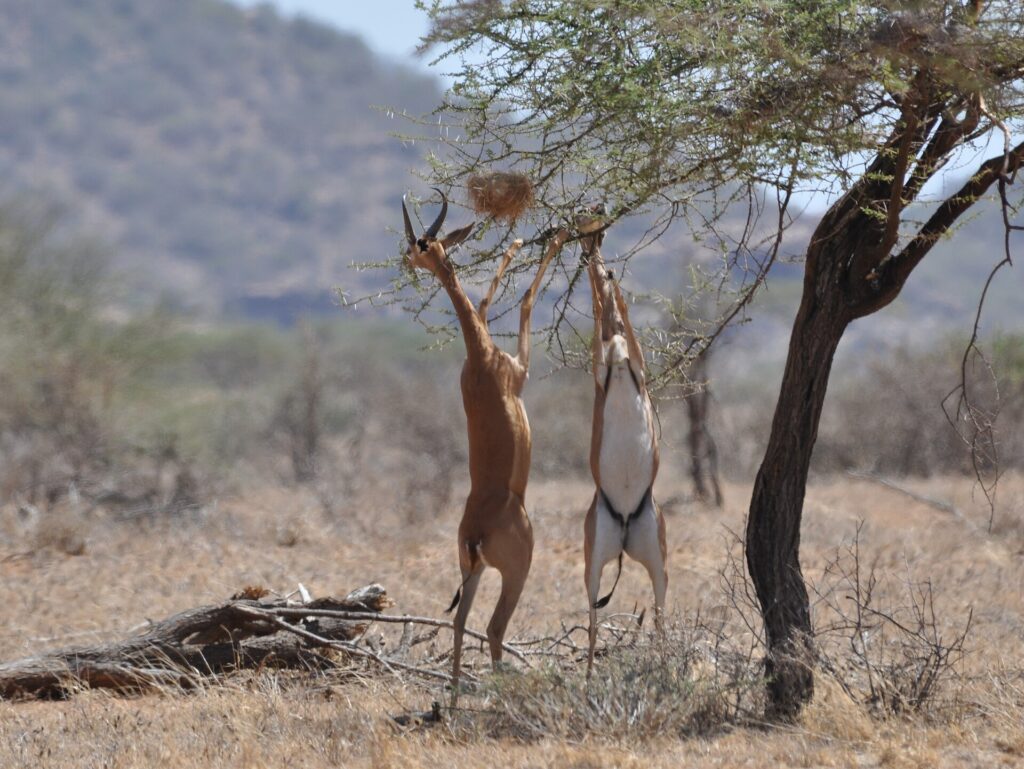 Deux gérénuks dressés sur leurs pattes arrière broutent les branches d'un acacia, le mâle cornu à gauche, des collines floues au fond
