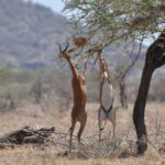 Deux gérénuks dressés sur leurs pattes arrière broutent les branches d'un acacia, le mâle cornu à gauche, des collines floues au fond