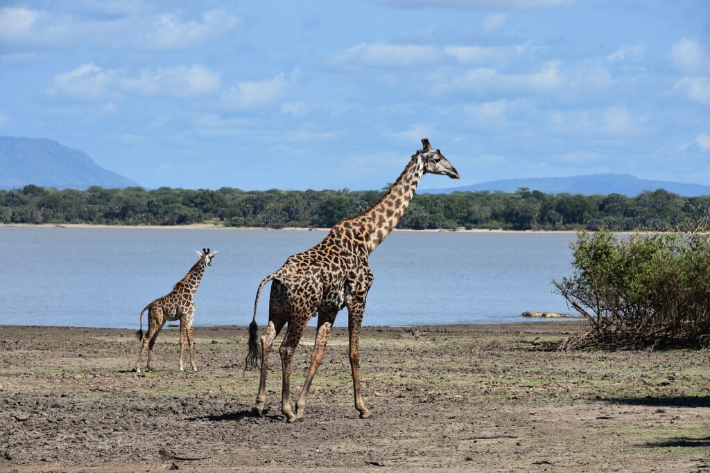 Une girafe adulte et un girafon marchent sur la rive boueuse d'un lac, une forêt de palmiers de l'autre côté