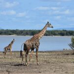 Une girafe adulte et un girafon marchent sur la rive boueuse d'un lac, une forêt de palmiers de l'autre côté