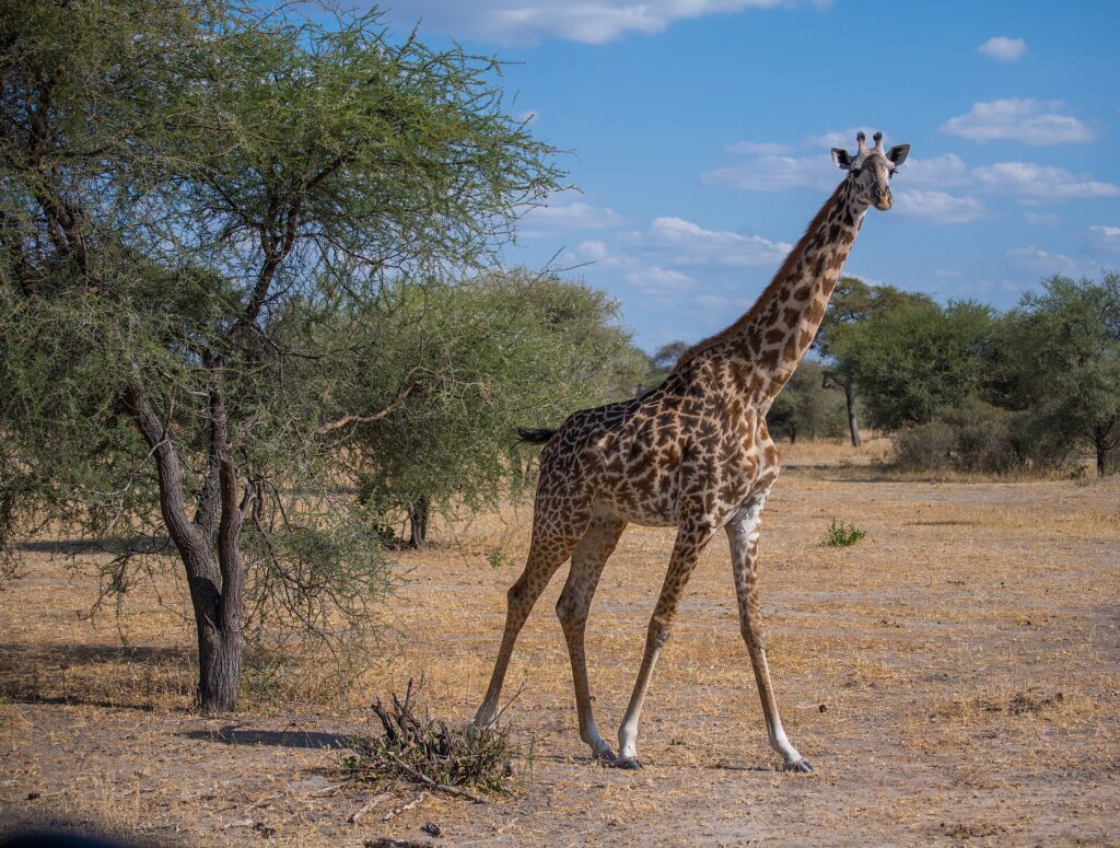 Une girafe Masaï marche dans la savane sèche et regarde l'objectif, un acacia à sa gauche