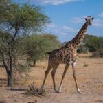 Une girafe Masaï marche dans la savane sèche et regarde l'objectif, un acacia à sa gauche
