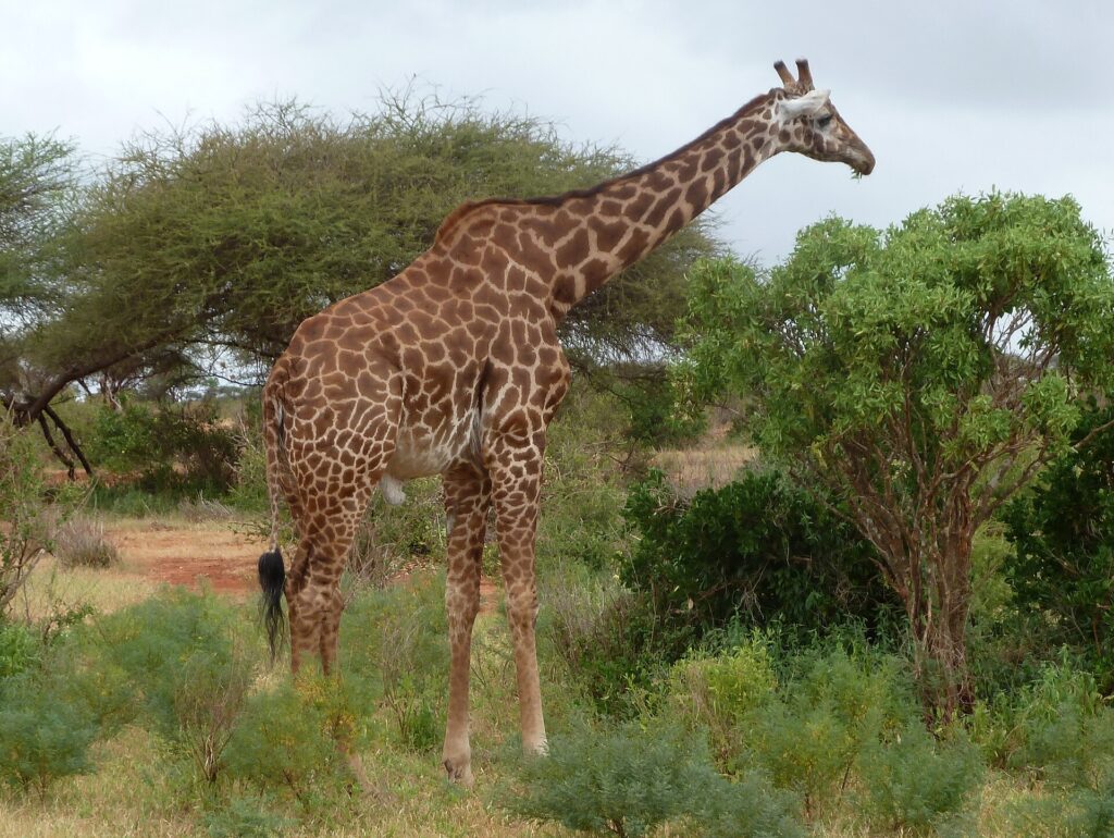 Une girafe Masaï aux taches déchiquetées se tient de profil entre des buissons verts et un acacia, une piste de terre rouge à gauche