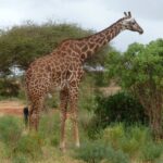 Une girafe Masaï aux taches déchiquetées se tient de profil entre des buissons verts et un acacia, une piste de terre rouge à gauche