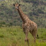 Une girafe du Cap marche de face dans l'herbe haute et verte, les taches brun clair aux bords irréguliers, une colline boisée du cratère derrière elle