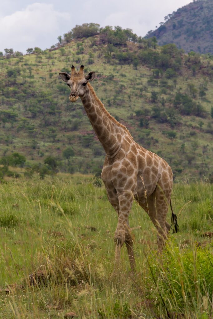 Une girafe du Cap marche de face dans l'herbe haute et verte, les taches brun clair aux bords irréguliers, une colline boisée du cratère derrière elle