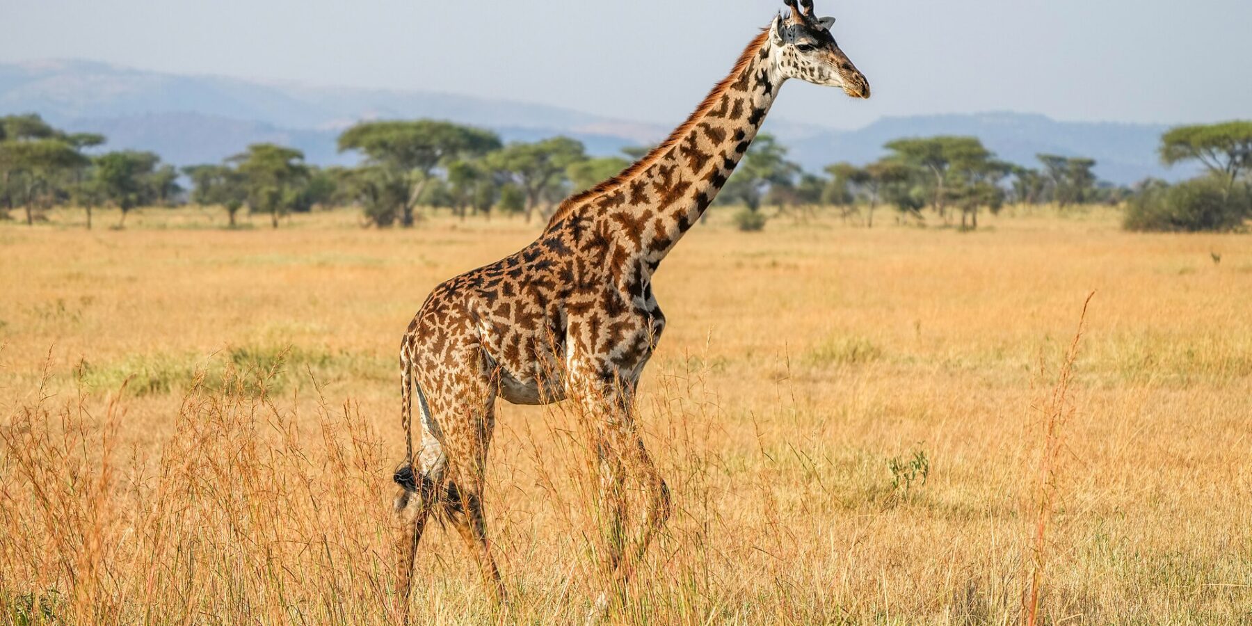 Une girafe Masaï marche de profil dans les hautes herbes jaunes, taches sombres en feuilles découpées, des acacias parasols et des collines bleues derrière