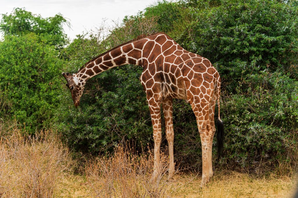 Une girafe réticulée penche son long cou vers le bas pour brouter un buisson vert, le pelage en filet brun-roux bien visible