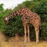 Une girafe réticulée penche son long cou vers le bas pour brouter un buisson vert, le pelage en filet brun-roux bien visible