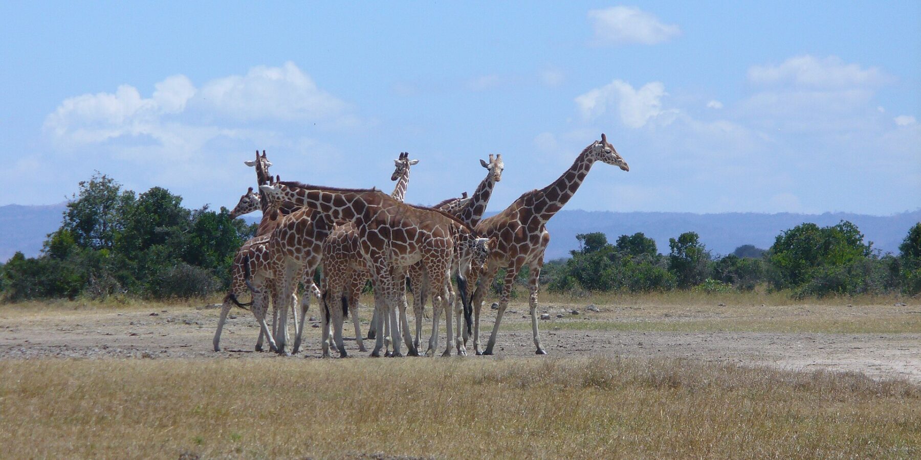 Six girafes réticulées serrées en groupe dans une plaine d'herbe sèche, les taches en polygones nets, devant une ligne d'arbres et des collines bleues