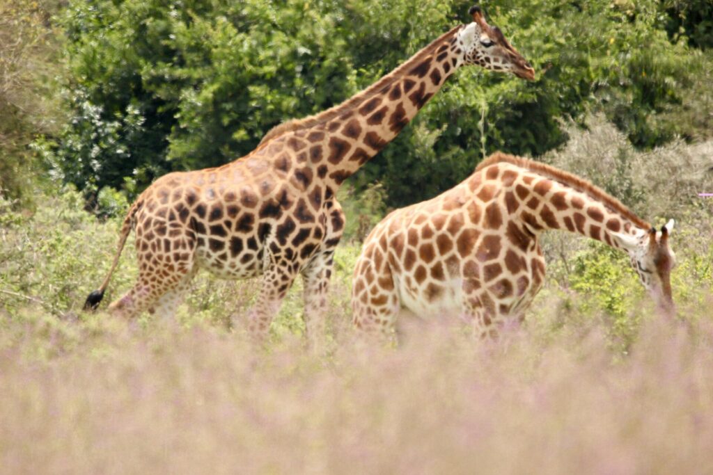 Deux girafes de Rothschild aux pattes blanches sous le genou marchent dans de hautes herbes rosées devant des buissons verts