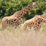 Deux girafes de Rothschild aux pattes blanches sous le genou marchent dans de hautes herbes rosées devant des buissons verts