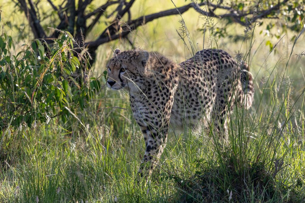 Un guépard avance dans les hautes herbes vertes sous un buisson, la tête tournée vers la gauche, en contre-jour
