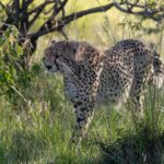 Un guépard avance dans les hautes herbes vertes sous un buisson, la tête tournée vers la gauche, en contre-jour