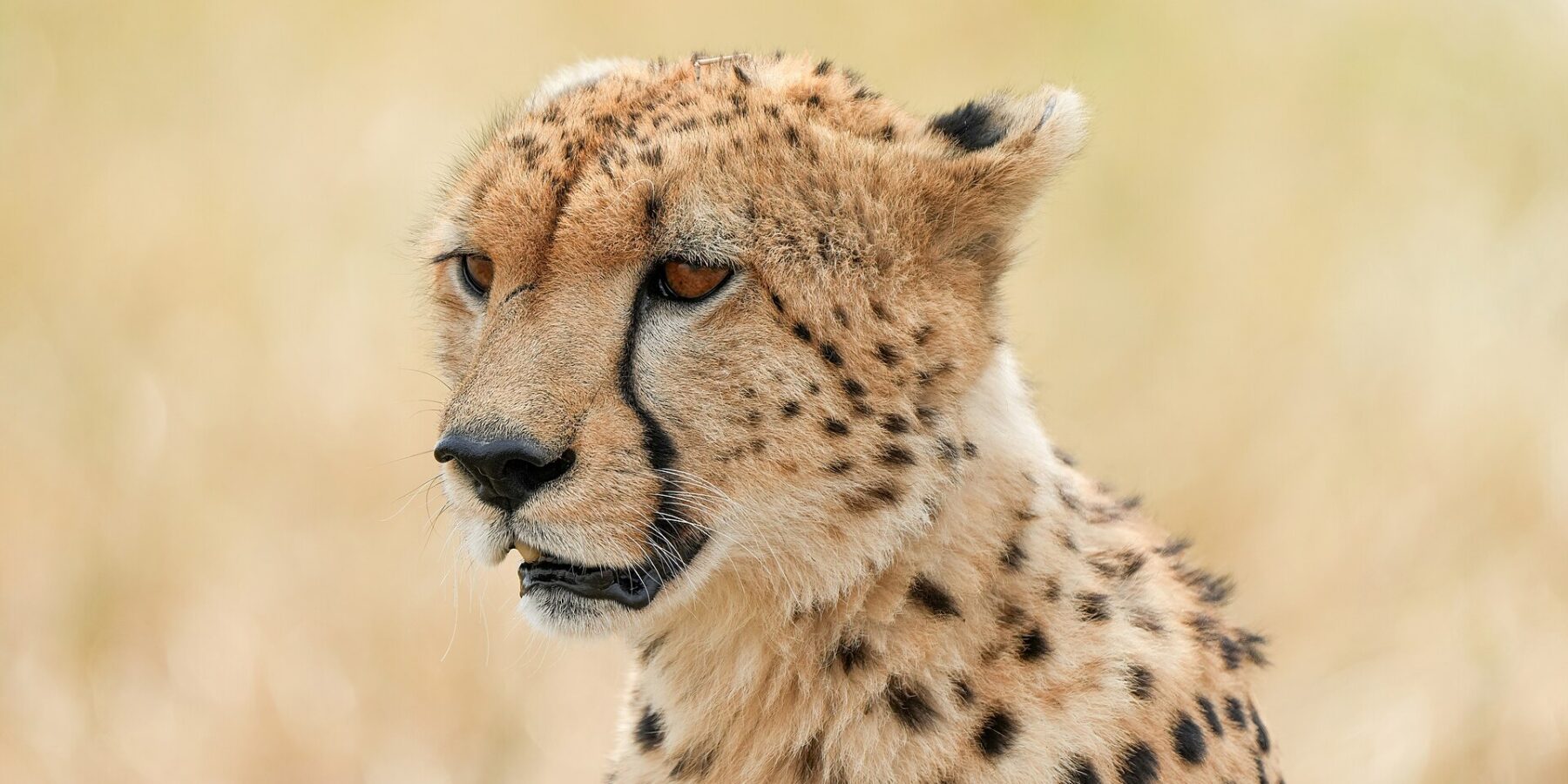 Portrait d'un guépard de trois quarts, les larmes noires du coin de l'œil au museau bien visibles, sur un fond d'herbe sèche flou