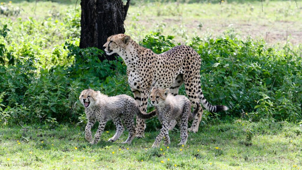 Une femelle guépard debout devant un tronc, deux petits au pelage gris et hirsute à ses pieds dans l'herbe verte fleurie