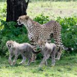 Une femelle guépard debout devant un tronc, deux petits au pelage gris et hirsute à ses pieds dans l'herbe verte fleurie