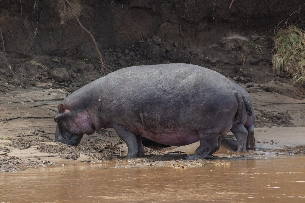 Un hippopotame seul sort de l'eau brune et marche sur la berge de boue, la tête baissée, devant un talus de terre sombre