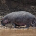 Un hippopotame seul sort de l'eau brune et marche sur la berge de boue, la tête baissée, devant un talus de terre sombre