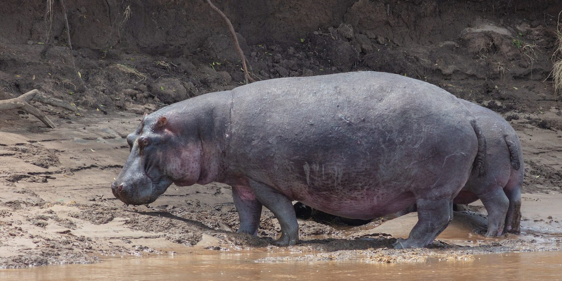 Un hippopotame de profil marche sur la berge de boue au bord de l'eau brune, devant un talus de terre noire aux racines pendantes