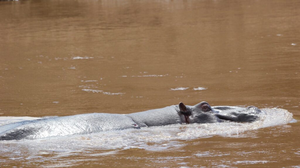 Le dos et la tête d'un gros hippopotame mâle affleurent l'eau brune et rapide de la rivière, oreilles et oeil dépassant à peine