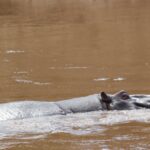 Le dos et la tête d'un gros hippopotame mâle affleurent l'eau brune et rapide de la rivière, oreilles et oeil dépassant à peine