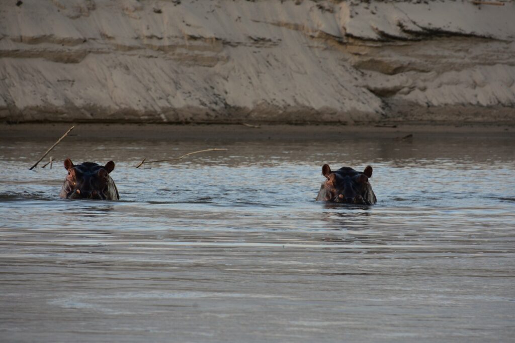 Deux hippopotames ne montrent que les yeux et les oreilles au-dessus de l'eau du Rufiji, une berge de sable derrière