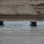 Deux hippopotames ne montrent que les yeux et les oreilles au-dessus de l'eau du Rufiji, une berge de sable derrière