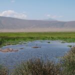 Des hippopotames immergés dans une mare bordée de joncs, une ligne de gnous et la paroi du cratère au fond