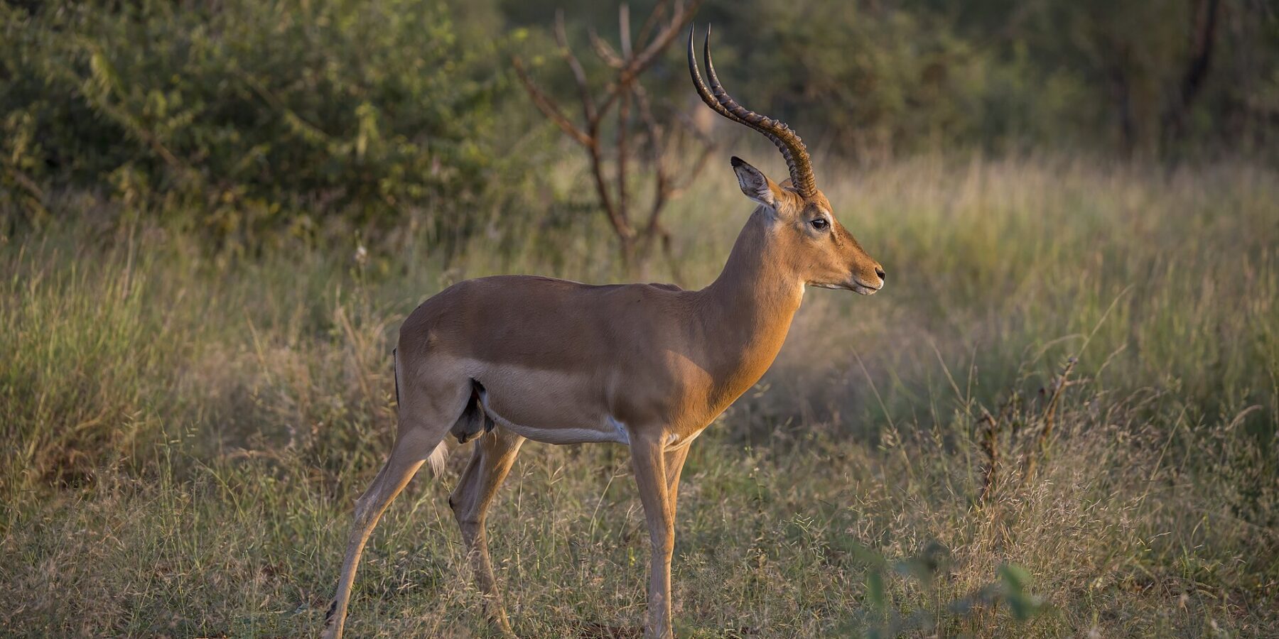 Un impala mâle de profil dans la lumière dorée du soir, les cornes annelées en forme de lyre, le dos roux, le ventre blanc et les touffes noires au-dessus des sabots arrière