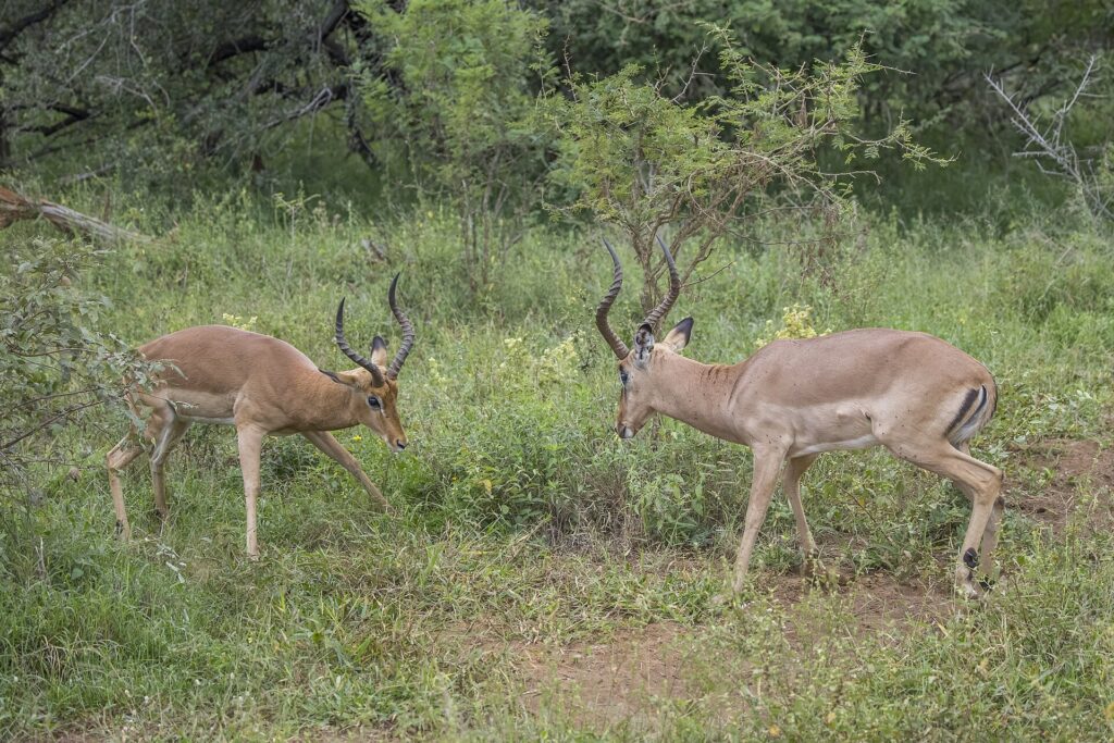Deux impalas mâles face à face dans la végétation verte, la tête baissée et les cornes en lyre prêtes à s'entrechoquer