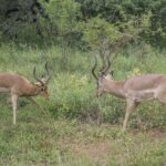 Deux impalas mâles face à face dans la végétation verte, la tête baissée et les cornes en lyre prêtes à s'entrechoquer