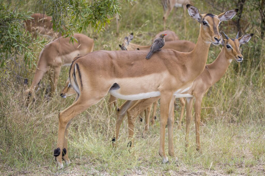 Une femelle impala avec un piqueboeuf à bec rouge posé sur le dos, un jeune mâle à ses côtés et le troupeau qui broute derrière dans la brousse verte, les rayures noires de la croupe bien visibles