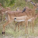 Une femelle impala avec un piqueboeuf à bec rouge posé sur le dos, un jeune mâle à ses côtés et le troupeau qui broute derrière dans la brousse verte, les rayures noires de la croupe bien visibles