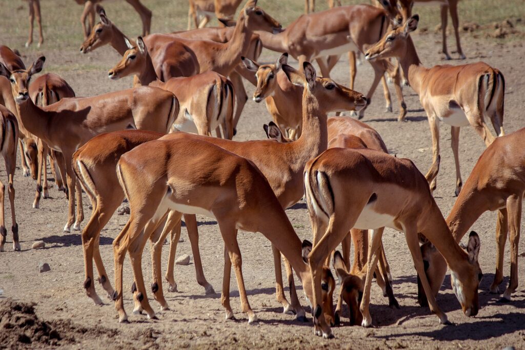 Un troupeau serré de femelles d'impala au pelage roux et blanc, debout ou la tête baissée sur la terre sèche