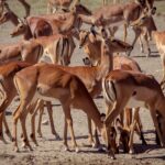 Un troupeau serré de femelles d'impala au pelage roux et blanc, debout ou la tête baissée sur la terre sèche