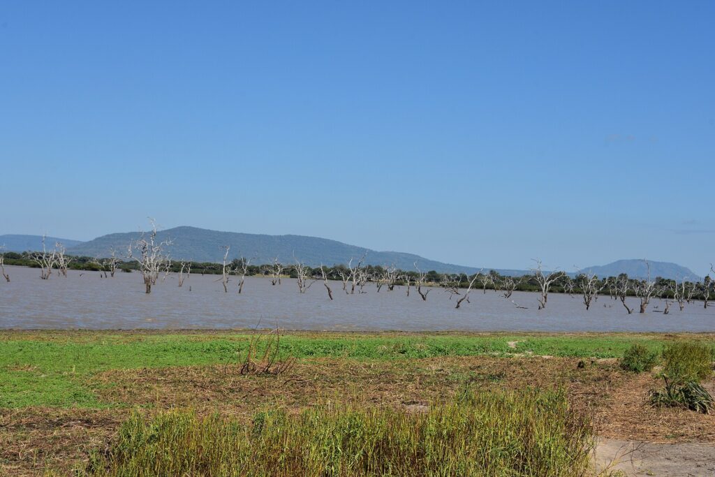 Des arbres morts dressés dans l'eau brune d'un lac, des collines bleues à l'horizon et une rive d'herbe verte