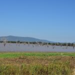 Des arbres morts dressés dans l'eau brune d'un lac, des collines bleues à l'horizon et une rive d'herbe verte