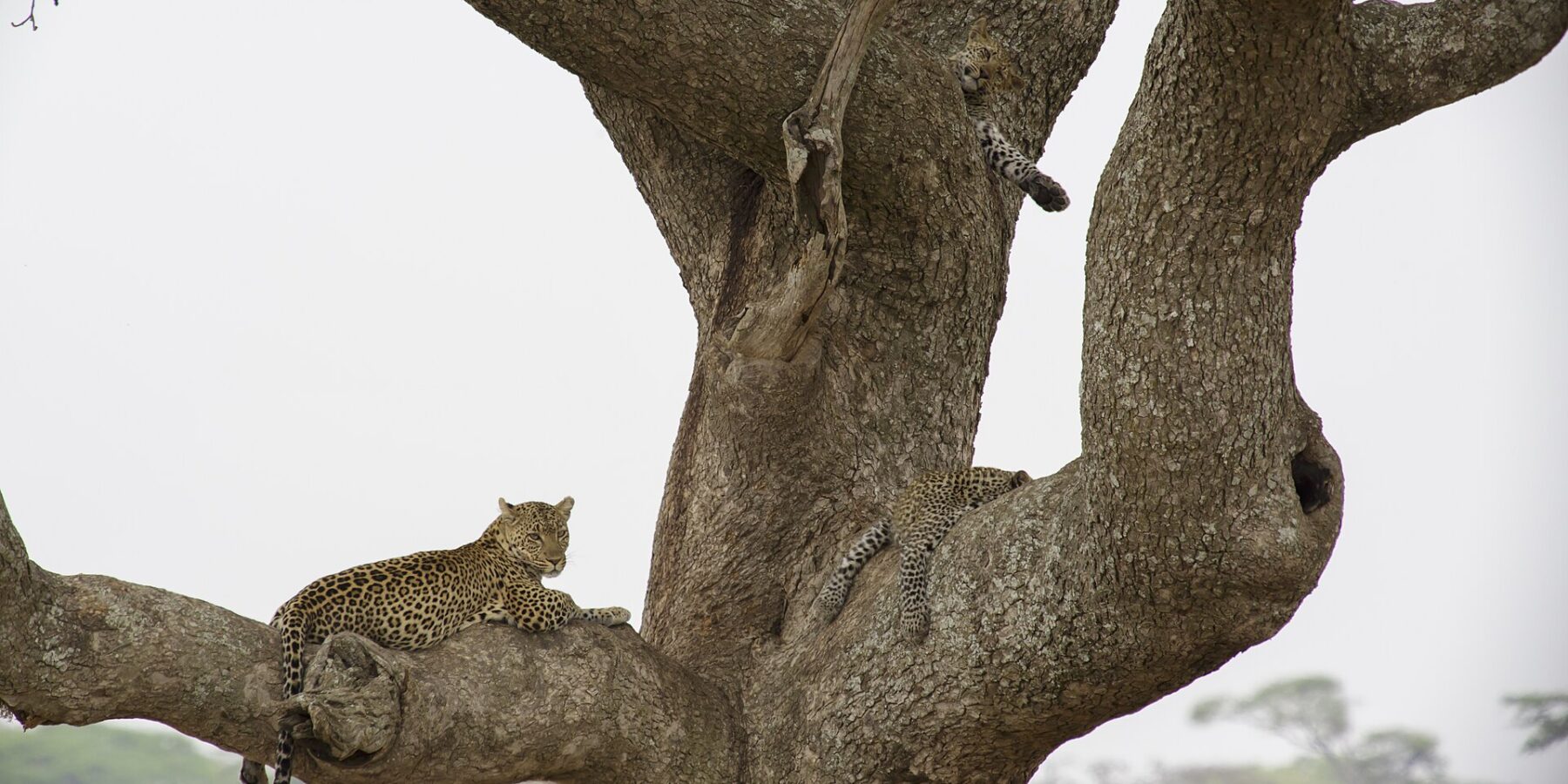 Deux léopards dans un grand arbre, l'un couché sur une grosse branche regarde au loin, un jeune au-dessus laisse pendre une patte