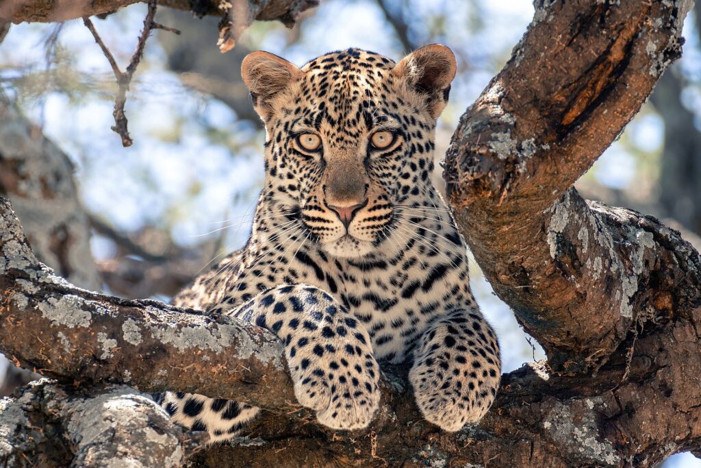 Un jeune léopard couché sur une grosse branche d'arbre regarde droit vers l'objectif