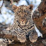 Un jeune léopard couché sur une grosse branche d'arbre regarde droit vers l'objectif
