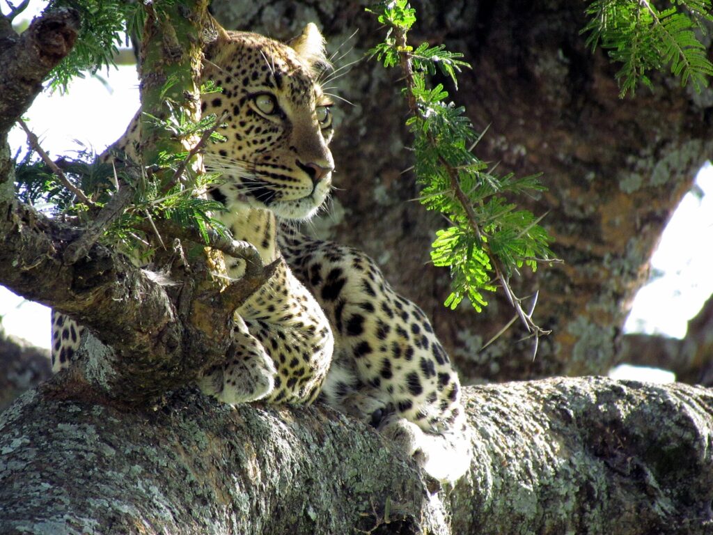 Un léopard couché dans la fourche d'un acacia regarde vers la gauche, les taches noires nettes sur le pelage clair