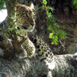 Un léopard couché dans la fourche d'un acacia regarde vers la gauche, les taches noires nettes sur le pelage clair