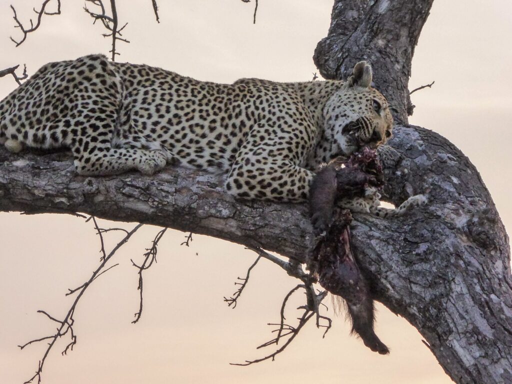 Un léopard couché de tout son long sur une grosse branche au crépuscule tient dans sa gueule une proie au pelage sombre, le ciel rose derrière les branches nues